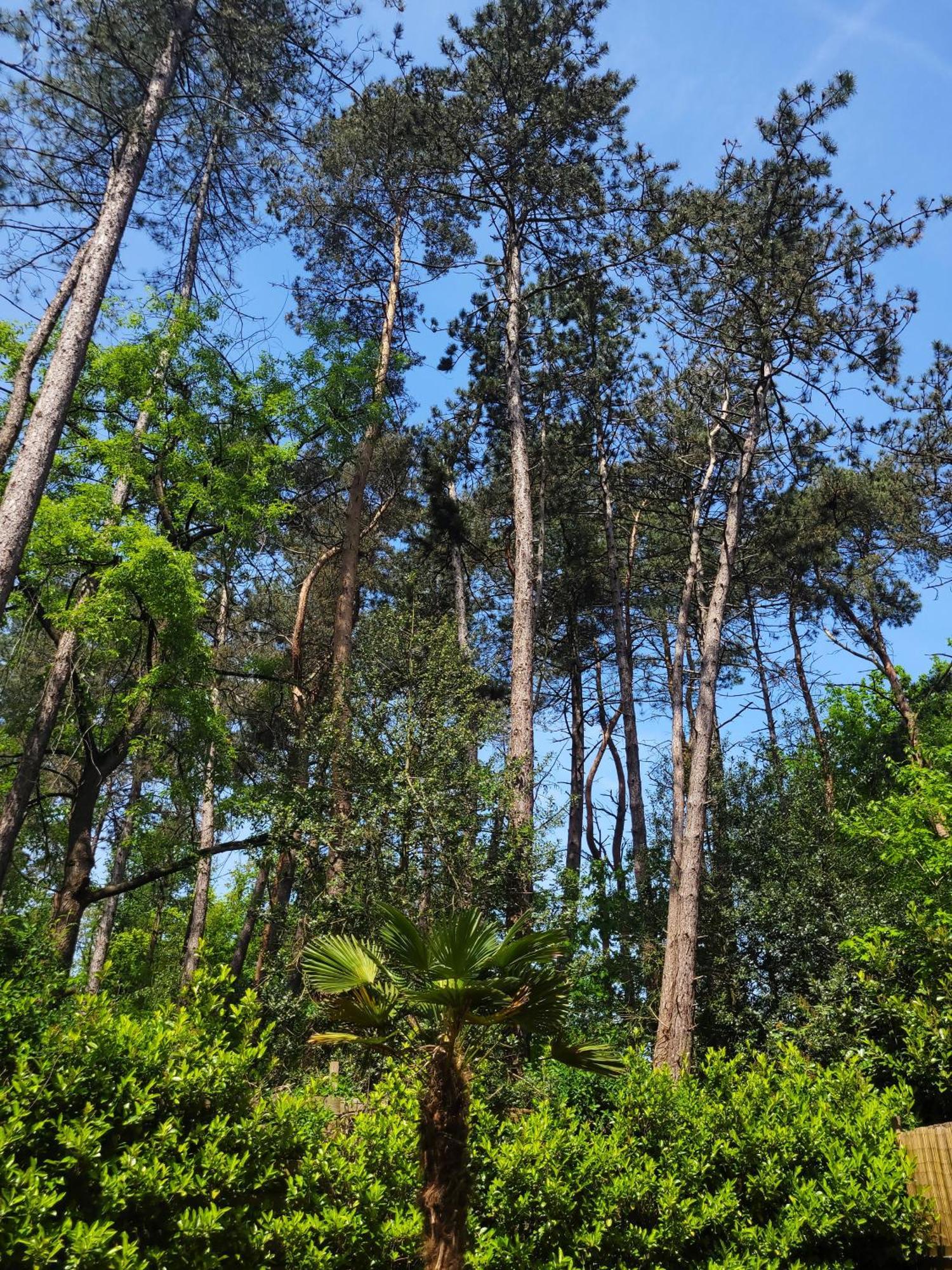 Secret Wellness Boszicht Villa Holten Dış mekan fotoğraf